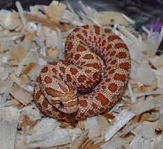 Red Toffee Female Het Axanthic Western Hognose Snake Cute Creatures Hognose Snake