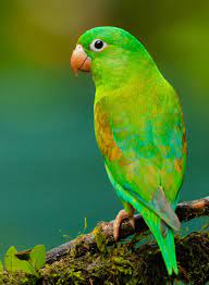 We did not find results for: 500 Bird Pictures Hd Download Free Images On Unsplash