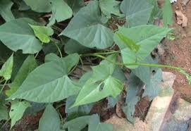 Image result for Oxygonum fruticosum