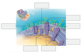 Mastering A P Chapter 3 Cells The Living Units Diagram Quizlet