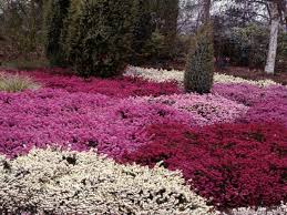 Dış mekan süs bitkileri, boyları 5 cm ile onlarca metre arasında değişen, farklı özellikler taşıyan birçok tür ve çeşitten oluşmaktadır. Dis Mekan Sus Bitkileri Nelerdir