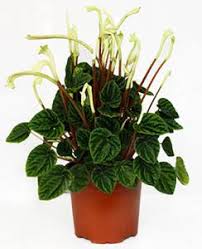 Maybe you would like to learn more about one of these? Peperomia Tips And Guidance For The Best Possible Care
