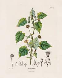 Botanical Studies Set Of 12 8x10 Printables Antique French Etsy In 2021 Plant Illustration Plant Study Botanical Art