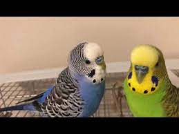 two birds speak to each other english youtube two birds parakeet birds