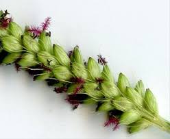 Image result for Setaria parviflora