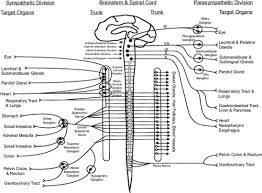 Image result for Autonomic Nervous System