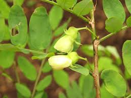 Image result for Ormocarpum