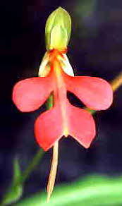 Image result for Habenaria bicolor