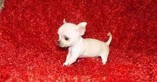 Pin En Monsi Scott Terry