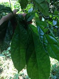 Image result for Thomandersia