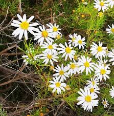 Image result for Felicia filifolia
