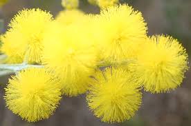 Image result for Acacia podalyriifolia