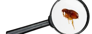If you choose to work with a pest control company for flea control service, take these steps to prepare before and after the service. Flea Diseases And Risks Ehrlich Pest Control