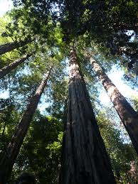 Redwood Trees Muir Woods Ca