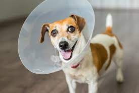 Tips For Managing Your Dog S Pain After Neutering Bartlett Vet