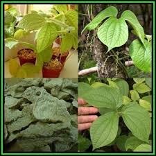 Image result for Dioscorea dregeana