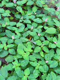 Image result for Achyrospermum