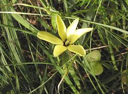 Image result for Gladiolus trichonemifolius