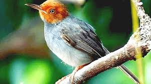 Burung prenjak adalah sejenis burung yang sering bertengger di pemukiman penduduk, berukuran 8. 11 Jenis Burung Prenjak Paling Bagus Dipelihara Gambar