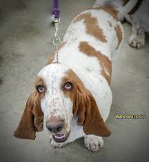 What Does It Mean When A Dog Licks You There Are All Kinds Of Kisses Soviet Politicians Used To Kiss One Another On The L Dogs Dog Kisses Work With Animals