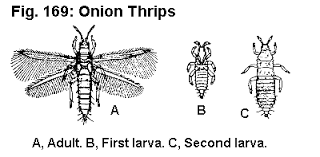 Image result for Onion Thrips