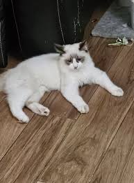 My First Ragdoll