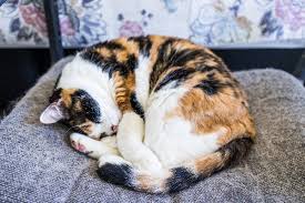 The fur color pattern of calico cats is not indicative of any breed, but rather occurs randomly in cat breeds that have a range of color patterns. 8 Questions About Calico Cats Answered Catster