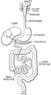 The anatomy coloring workbook gives you a clear and concise understanding of anatomy. July Coloring Pages Printable Free Coloring Sheets Digestive System Worksheet Digestive System Human Digestive System