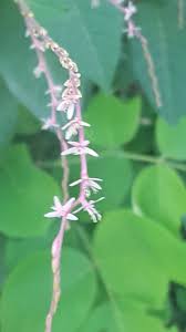 Image result for Petiveria