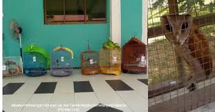 Some features of worldcat will hidupab be available. 5 Murai Batu 1 Burung Hantu Dirampas Seorang Lelaki Ditahan Miliki Hidupan Liar Dilindungi Tanpa Permit