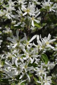 Image result for Amelanchier ovalis