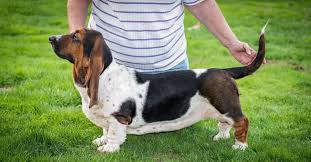 Learn more about the basset hound breed and find out if this dog is the right fit for your home at petfinder! Low Key Love Have You Heard Of The Loyal Basset Hound K9 Web
