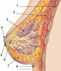 Mammary Gland Wikipedia