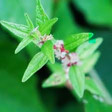 Image result for Pouzolzia parasitica