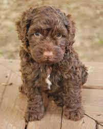 Tahlia S Chocolate Boy Just Look At Those Eyes Labradoodle Puppy Chocolate Labradoodle Puppy Chocolate Labradoodle