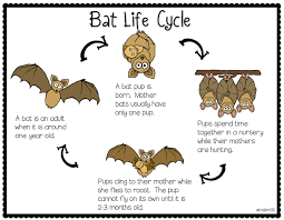 In A Week Or So We Will Be Starting Our Bat Unit In First Grade I Thought You Might Be Doing The Same With Your First Gra Bat Halloween Preschool Life