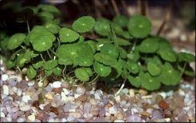 Image result for Hydrocotyle