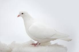 White On White White Pigeon White Doves Simply White