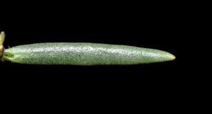 Image result for Selago dinteri