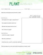 Introduction To Herbs For Kids Wildcrafting Wildcrafting Plant Identification Planting For Kids