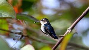 The bee hummingbird, zunzuncito or helena hummingbird (mellisuga helenae) is a species of hummingbird which is the world's smallest bird. Ten Fun Facts About The World S Smallest Bird Cuba S Bee Hummingbird Cuba Direct