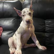 Hopefully, the above list of great dane puppies was helpful in enabling you to find a puppy in indiana. Beauties Of The Beast Great Danes Home Facebook