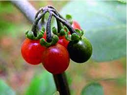 Image result for Solanum americanum
