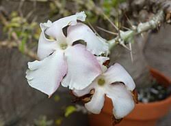 Image result for Pachypodium saundersii