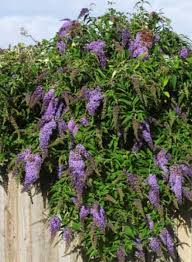 Yields a fiber that natives used for rope. California Friendly Plant Butterfly Bush With Brightly Colored Flower Cones That Drape From Everg California Native Garden Drought Tolerant Landscape Plants