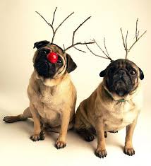 R1 Cute Pugs Pugs Cute Animals