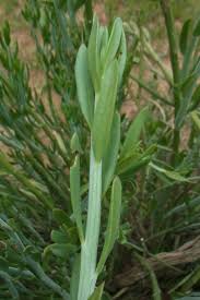 Image result for Kleinia