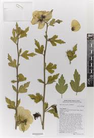 Image result for Hibiscus aethiopicus