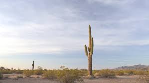 Arizona sunset arizona landscape saguaro cactus saguaro sunset pink sunset superstitions mountains southwestern landscape cholla cactus cacti mountains desert mountains dusk dawn sunrise desert sunrise dilli apache junction phoenix mesa az. Arizona Sonoran Desert Saguaro Cactus Stock Footage Video 100 Royalty Free 15250897 Shutterstock