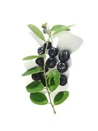 Image result for Phyllanthus reticulatus